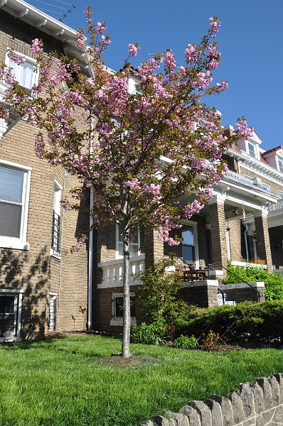 Kwanzan Cherry Tree 2009 04.jpg